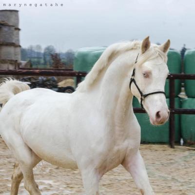 Galant de Corbion (DSA) => A saillie 