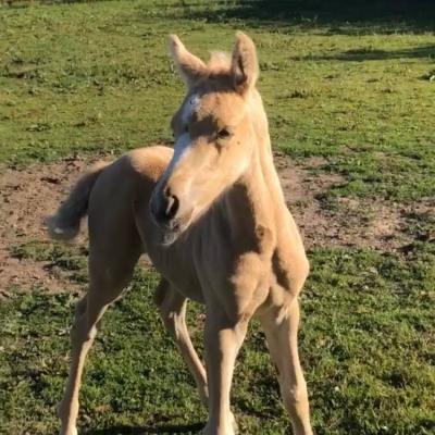 Manzana des Chtits (DSA) - Eté 2022