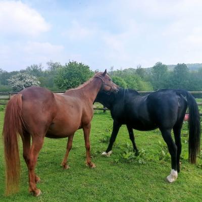 Gi Hasna (Arabe) & Eloïse Von Osterbyholz (Arabe)