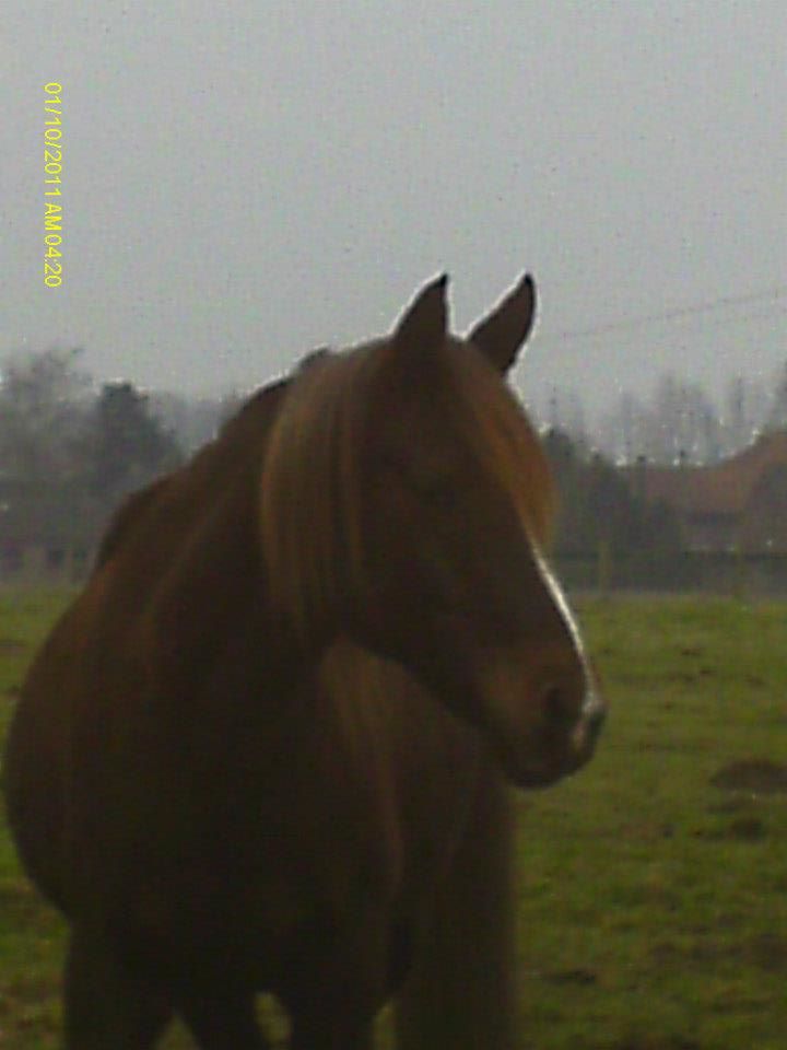 Fany de Grimomont (OES) - Février 2013