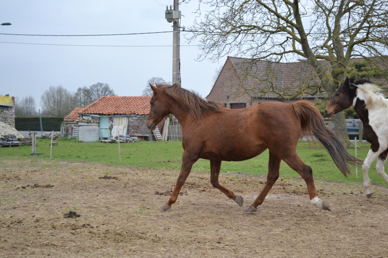 Fany de Grimomont (OES) - Hiver 2011