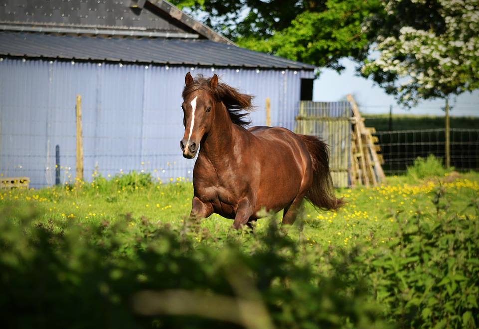 Fany de Grimomont (OES) - 17 mai 2015