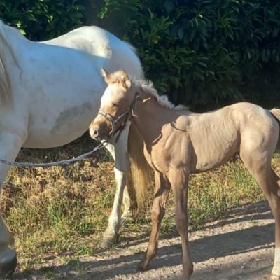 P............... des Tertres (OCS)