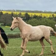 Khloé des Chtits (OCS)