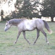 Hodyssée des Chtits (DSA)