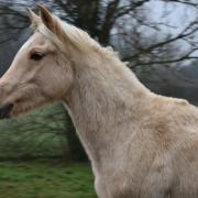 Khloé des Chtits (OC type Selle)