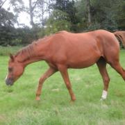 Joldra de l'Orne (DSA)