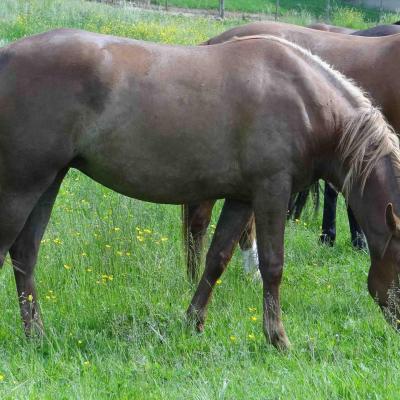 Alina Al Mounira (OC type Selle)