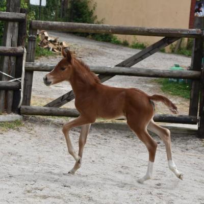 Plume des Chtits (OCS)