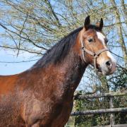 Appy Girl Falloway (Welsh Cob)