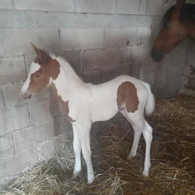 Milka des Tertres (OC type Poney D)