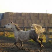 Lady des Galas (DSA)