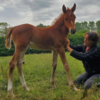 Plume des Chtits (OCS)