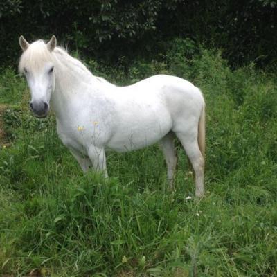 Nymphette d'Othon (Poney)
