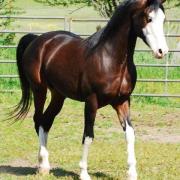 Khartoon Khlassic (Arabe)