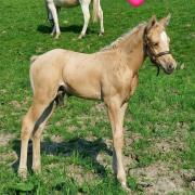 Butterfly du Bas Mont (DSA)