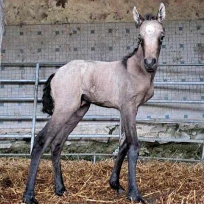 Persephone Grands Ducs (OCS)