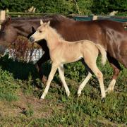 Manzana des Chtits (DSA)