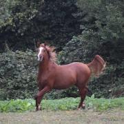 Gitan des Chtits (DSA 75%)