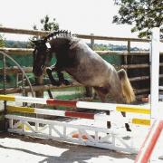 Helska (OC type Poney C)