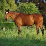 Gaité d'Authie (PS - 