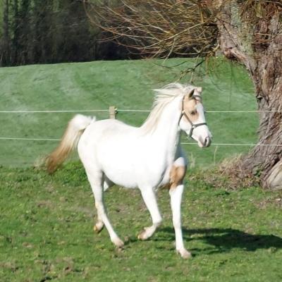 Ishtar de Corbion (DSA)