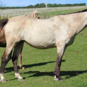 Vaïga de Gwenol (DSA)