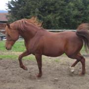 Hamid El Masan (Arabe)