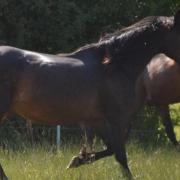 Dilly de Meheudin (TF)