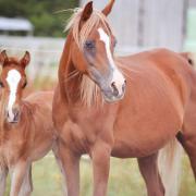 Orient Amraya & Gitan des Chtits