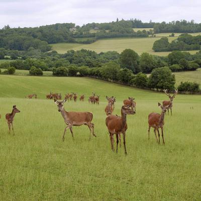 Troupeau de Cerfs (61)