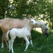 Chanel d'En Bérot (OC type Selle)