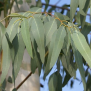 Eucalyptus globulus