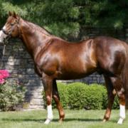 Giant's Causeway (PS)