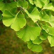Ginkgo Biloba