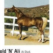Gold N Ali (Arabe)