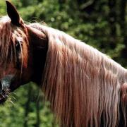 Imperial Alkareem (Arabe)