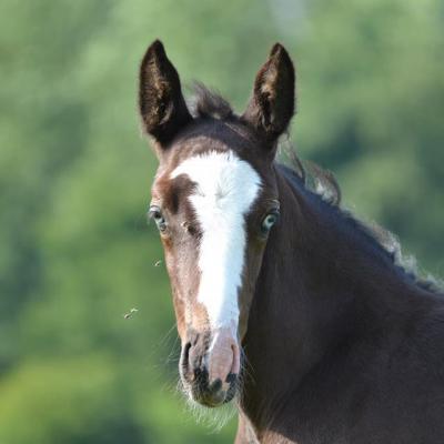 Dina du Blanqui (OC type Selle)