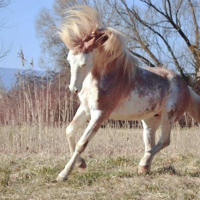 L hilton Orchidea (SBS)