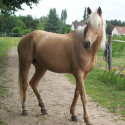 Lassana El Vatech (DSA)