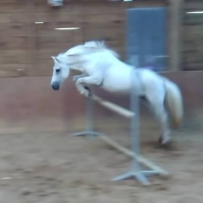 Nymphette d'Othon (OC type Poney B)