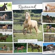 Poulains & pouliches de Raitawak (DSA -