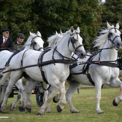 Percherons en attelage à 4