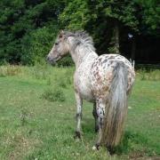 Pin Up du Val (ONCP)