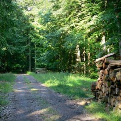 Forêt domaniale de Moulins Bonsmoulins