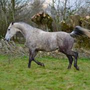 Uswane du Mantelet (DSA)