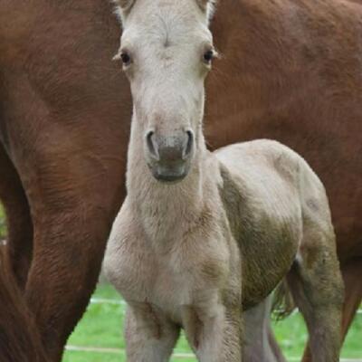 Grey Earl Angèle (OC)