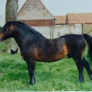 Whitestone Bayard (Dartmoor)